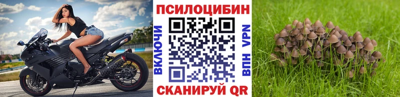 Псилоцибиновые грибы Psilocybe  omg как зайти  Артёмовский 